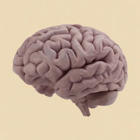 brain