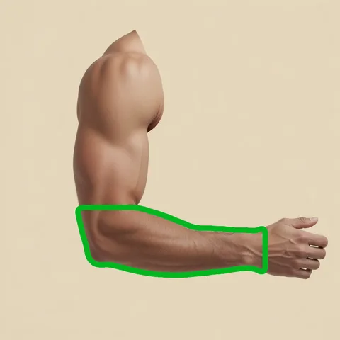 forearm
