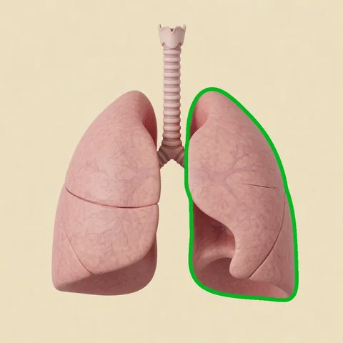 lung