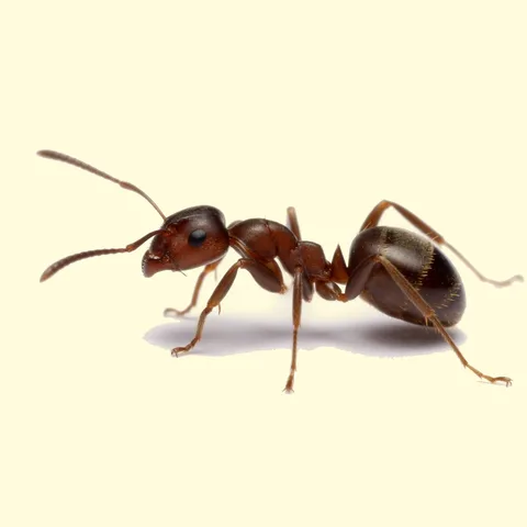 ant