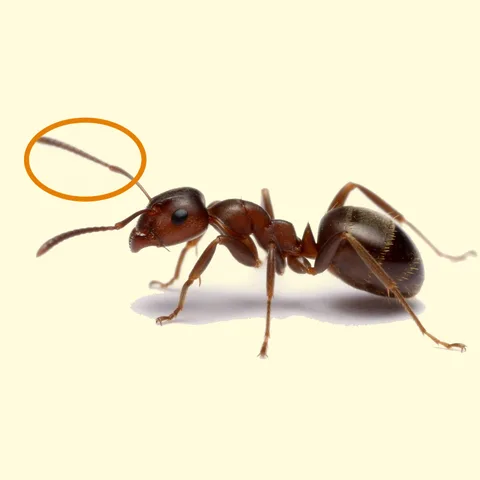 antenna