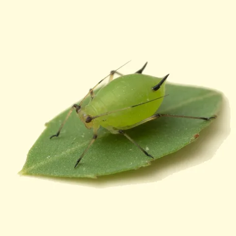 aphid
