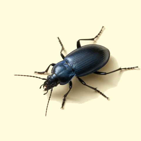 beetle