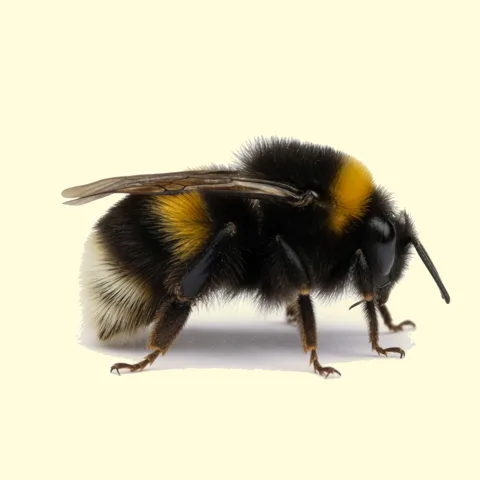 bumblebee