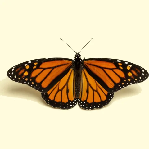 Insects & Bugs