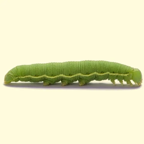 caterpillar