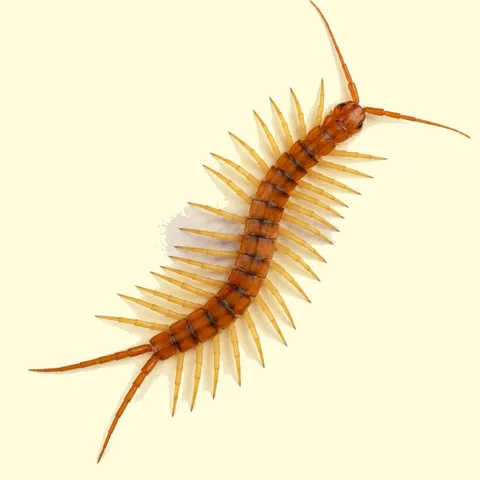 centipede