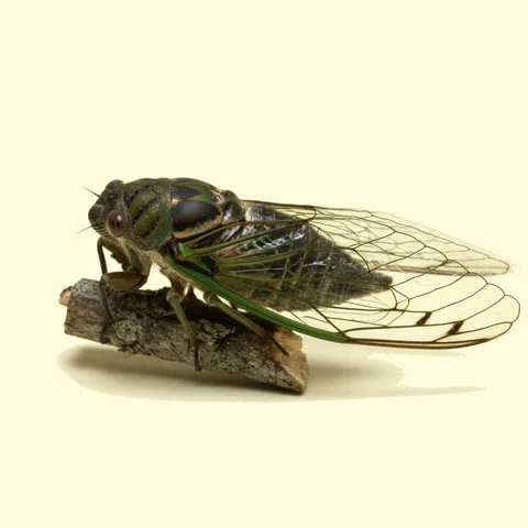 cicada
