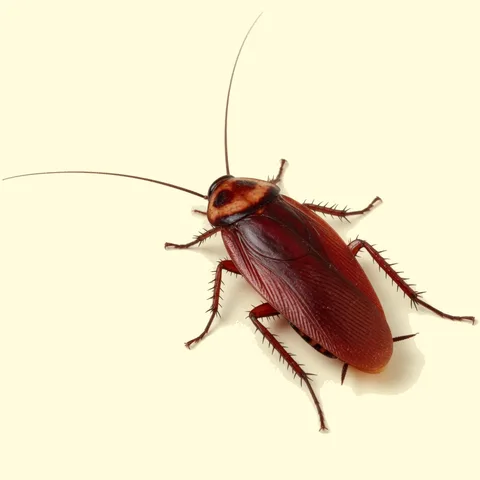 cockroach