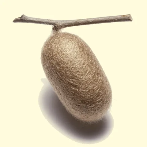 cocoon