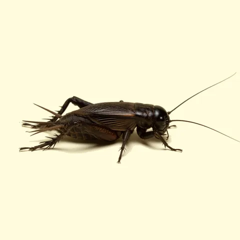 cricket