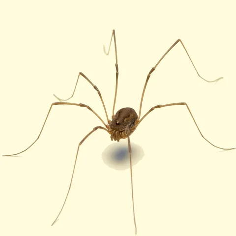 daddy longlegs