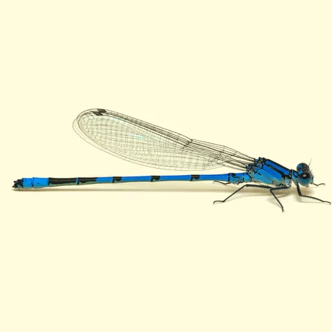 damselfly