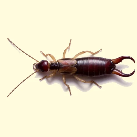 earwig