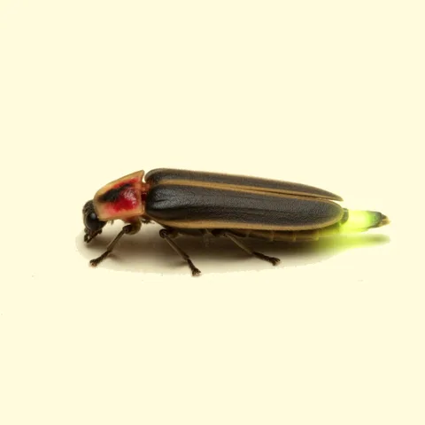 firefly