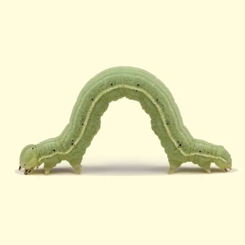 inchworm