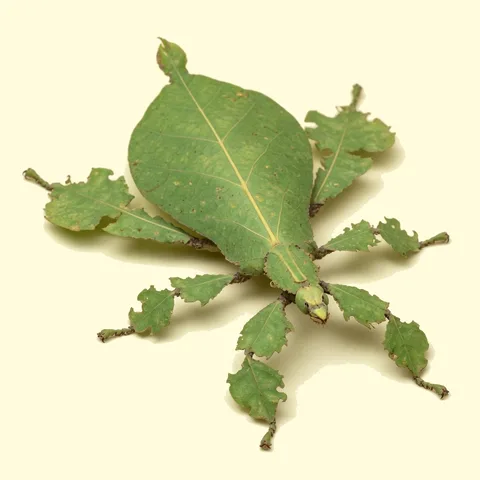 leaf insect