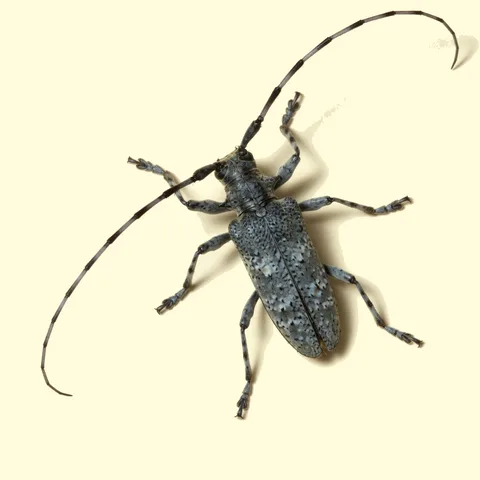 longhorn beetle