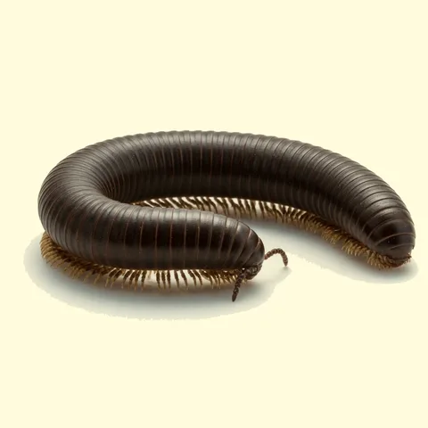 millipede