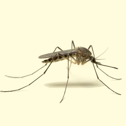 mosquito