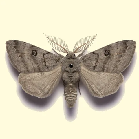 moth