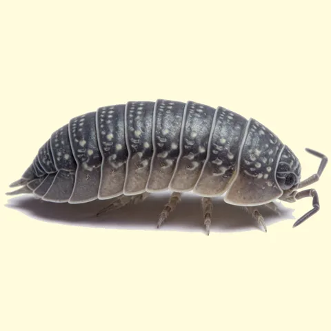 pill bug