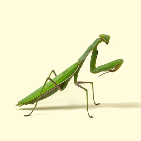 praying mantis