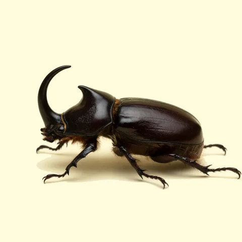 rhinoceros beetle