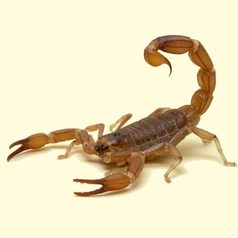 scorpion