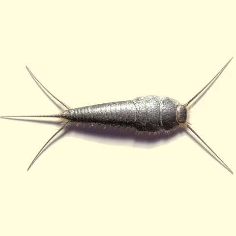 silverfish