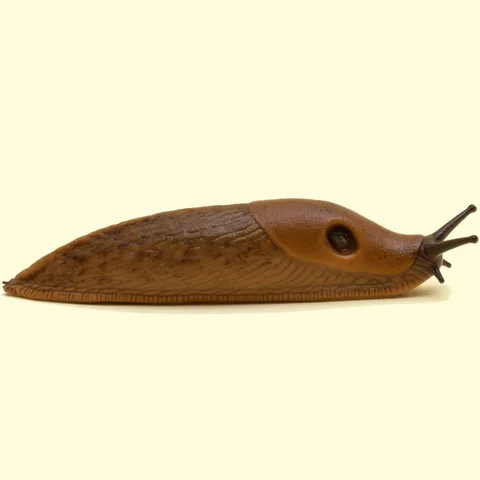 slug
