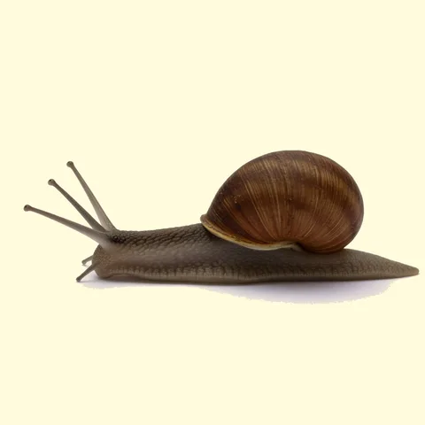 snail