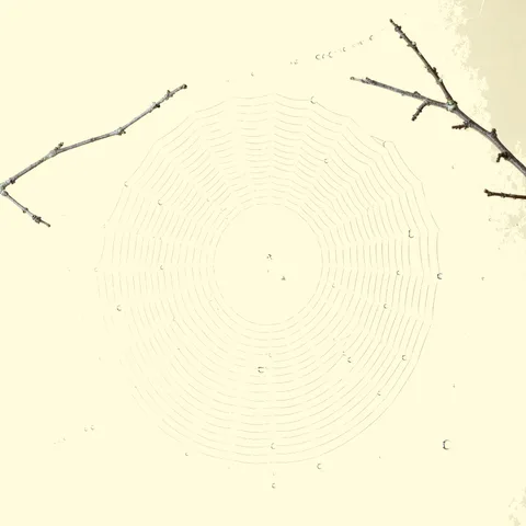 spider web