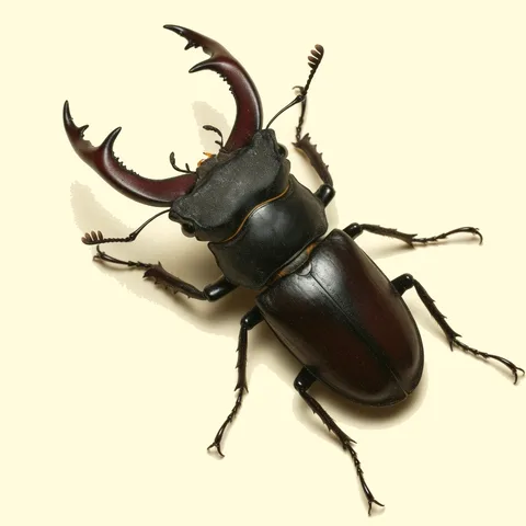 stag beetle
