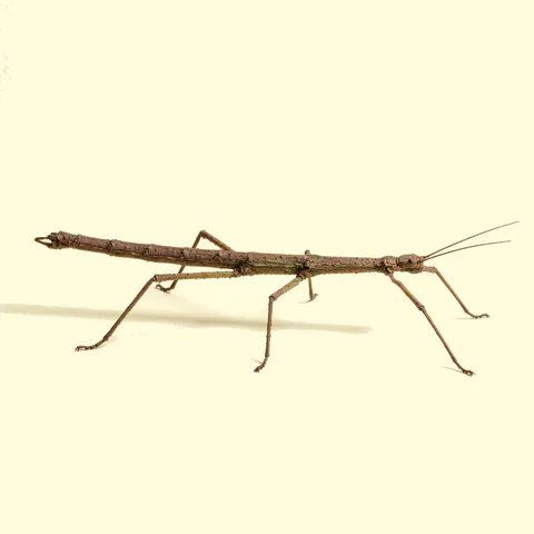 stick insect