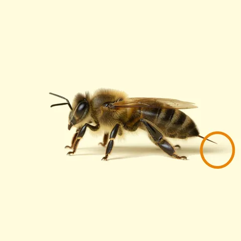 stinger