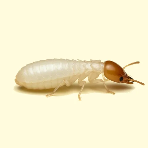 termite
