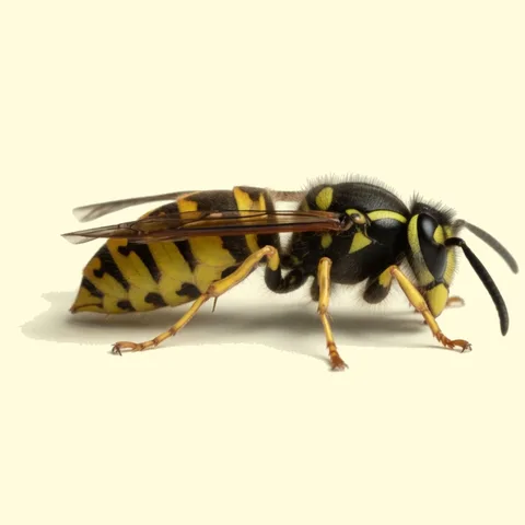 wasp