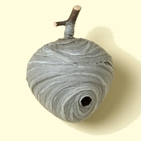 wasp nest