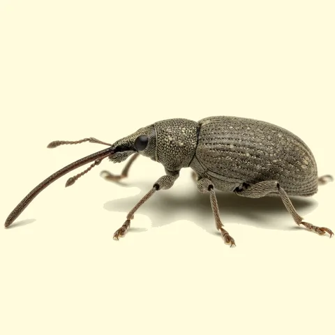 weevil
