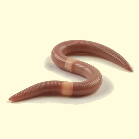 worm