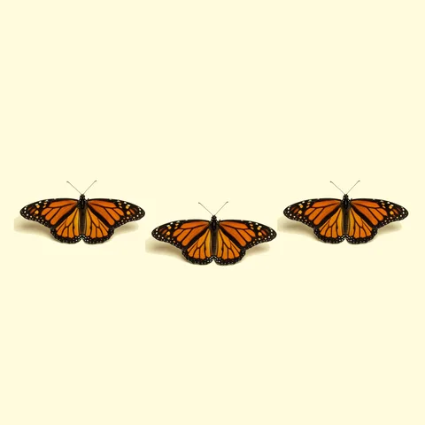butterfly
