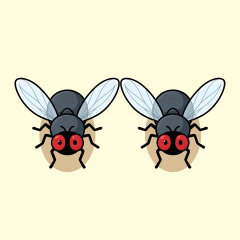 fly