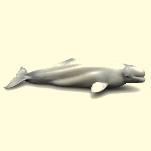 beluga whale