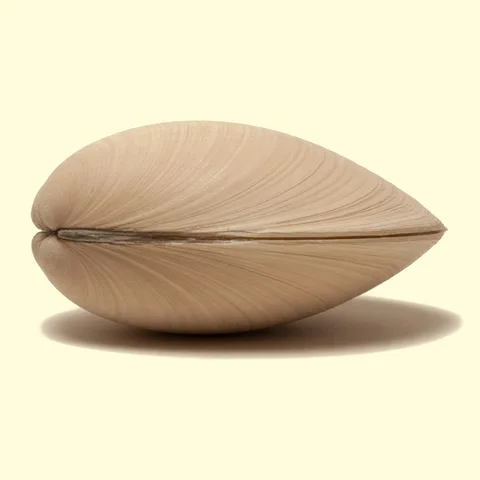 clam