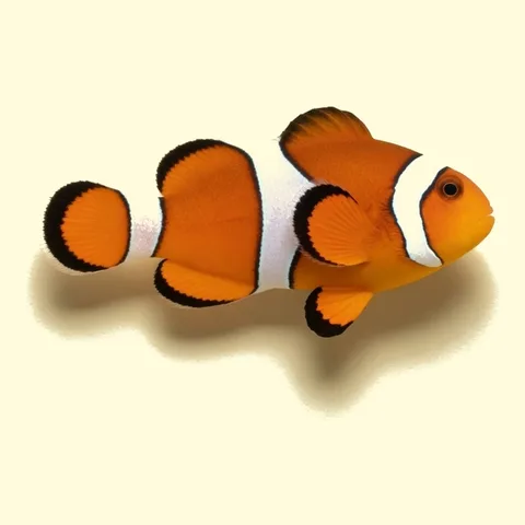 clownfish
