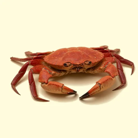 crab