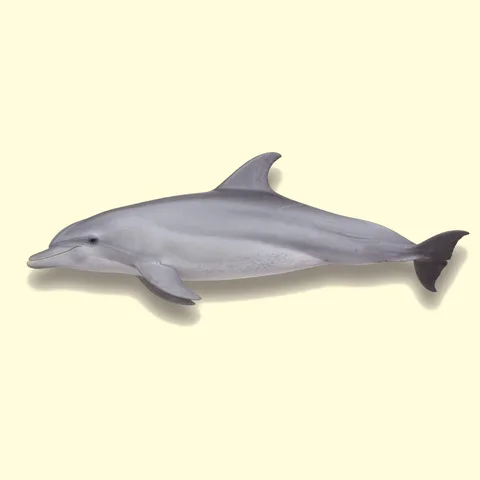 dolphin