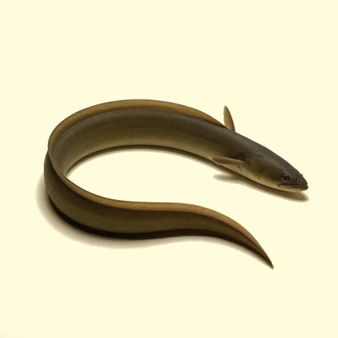 eel