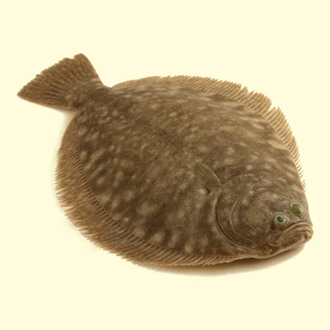 flounder